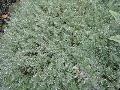 Silver Mound Artemisia